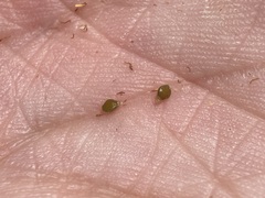 Eleocharis rostellata