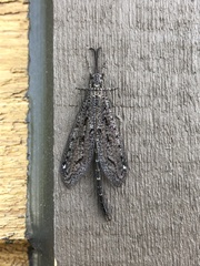 Brachynemurus nebulosus