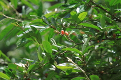 Elaeagnus magna