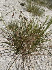 Eleocharis rostellata
