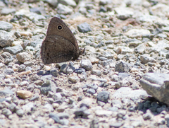 Cercyonis oetus