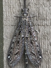 Brachynemurus nebulosus