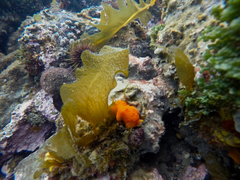 Doriopsilla carneola