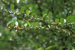 Elaeagnus magna