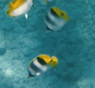 Chaetodon ulietensis