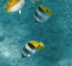 Chaetodon ulietensis