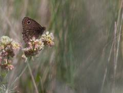 Cercyonis oetus