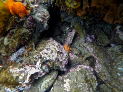 Doriopsilla carneola