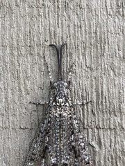 Brachynemurus nebulosus