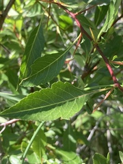 Crataegus rivularis