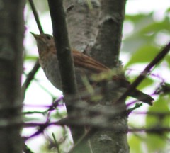 Catharus fuscescens