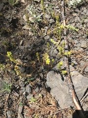 Sedum stenopetalum