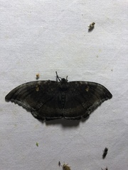 Cyclidia orciferaria