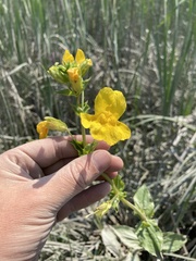 Erythranthe scouleri