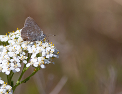Satyrium semiluna