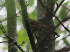 Catharus fuscescens