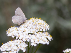 Satyrium semiluna