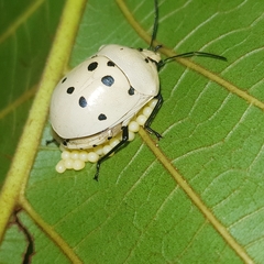 Augocoris