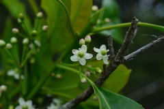 Ilex rarasanensis