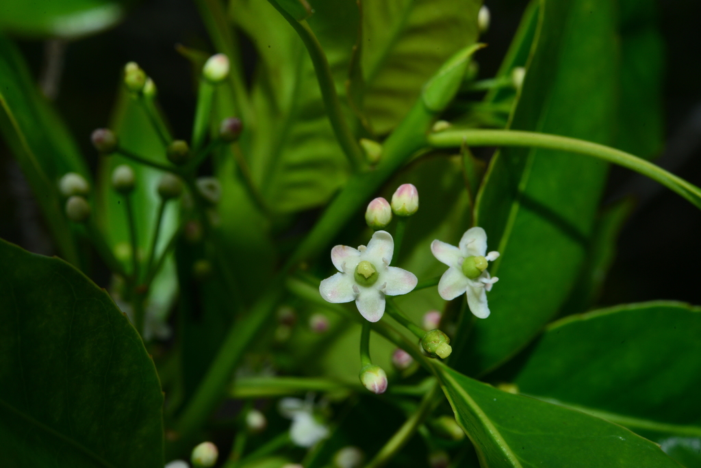 Ilex rarasanensis