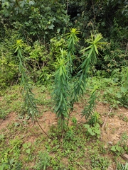 Euphorbia pekinensis