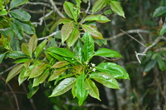 Ilex rarasanensis