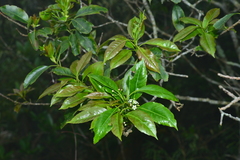 Ilex rarasanensis