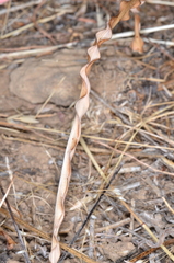 Chlorogalum angustifolium