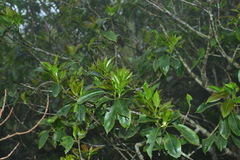 Ilex rarasanensis