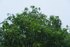 Ilex rarasanensis