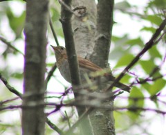 Catharus fuscescens