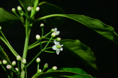 Ilex rarasanensis