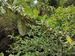 Elaeagnus magna
