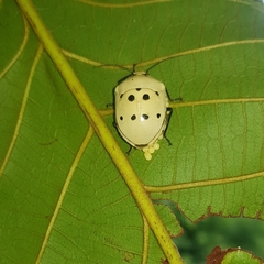 Augocoris