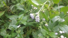 Ageratum conyzoides
