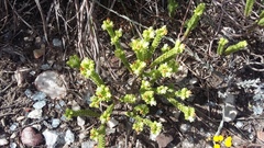 Crassula ericoides ericoides