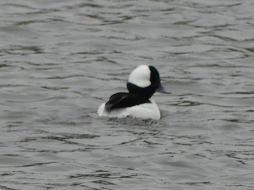 Bucephala albeola image
