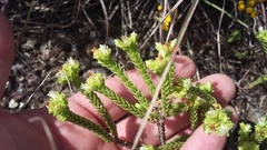 Crassula ericoides ericoides