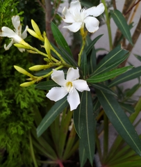 Nerium oleander