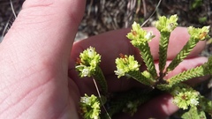 Crassula ericoides ericoides