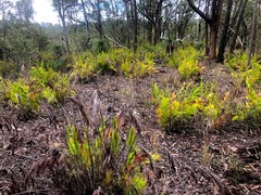 Caustis blakei macrantha