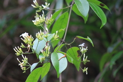 Jasminum lanceolarium