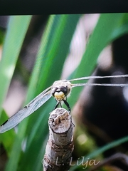 Libellula quadrimaculata