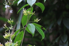 Jasminum lanceolarium