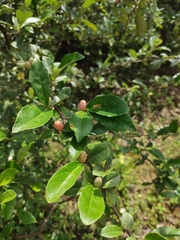 Elaeagnus magna