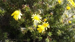 Osteospermum scabrum