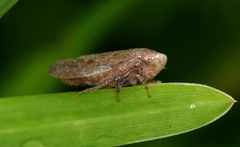 Paraphlepsius continuus