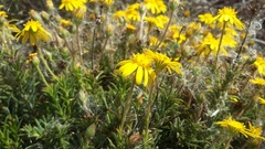 Osteospermum scabrum