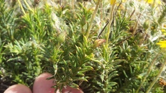 Osteospermum scabrum