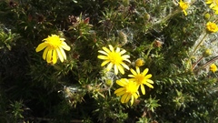 Osteospermum scabrum
